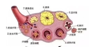 影响胚胎质量和发育潜能的几大因素